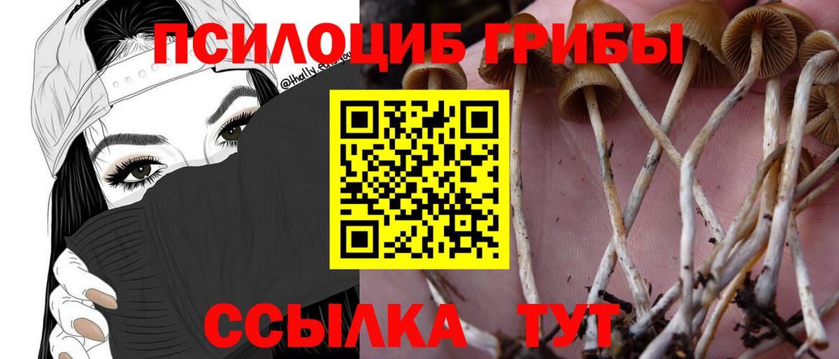 Галлюциногенные грибы Cubensis Камень-на-Оби